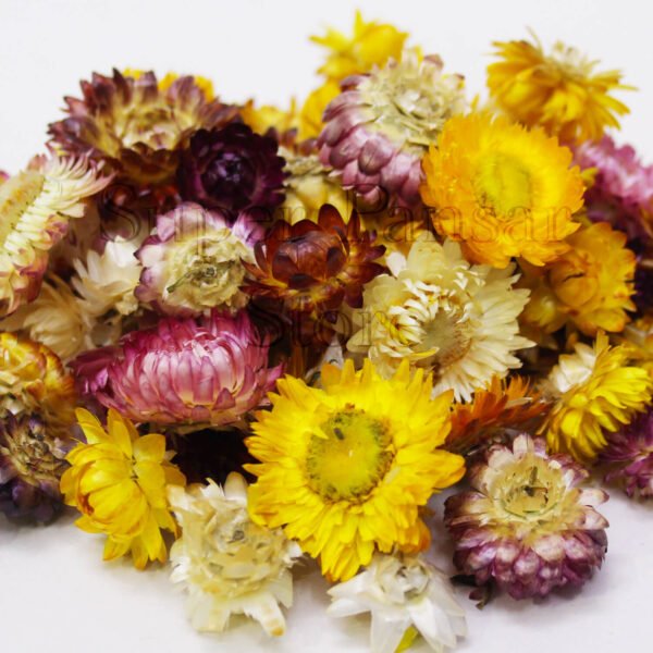 Dandelions (Taraxacum officinale) گل مینا