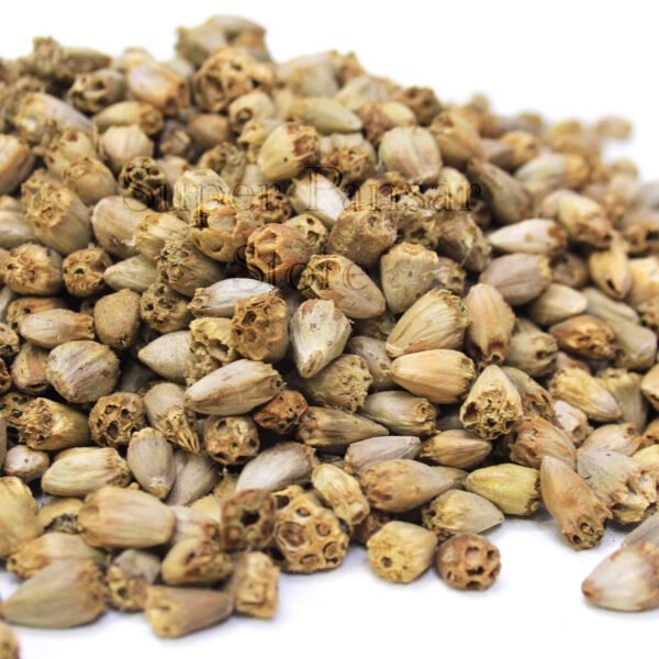 Gundelia Seeds (Sissi/Habbul Zulam) حب الزلم