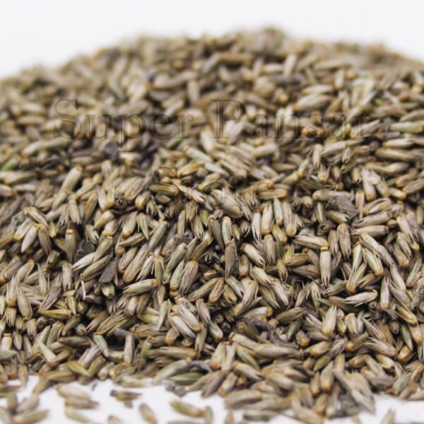 Achyranthes Aspera Seeds (Puthkanda/Prickly Chaff Flower) پٹھکنڈا